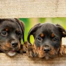 우리애견 이미지