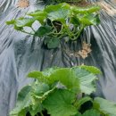 보미농장 이미지