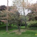 미수로가로수 이미지