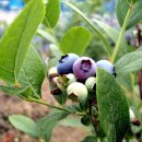 승모농장 이미지