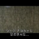 시베리아이발사