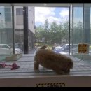 펫아미 강아지분양 고양이분양 동탄점 이미지