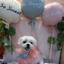 예쁘개&사랑스럽개 이미지