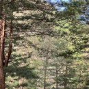 속리산사내리캠핑장 | 사내리 캠핑장에서 반려견 동반 캠핑