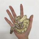 헬로우렙타일