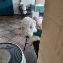 어화둥둥 내강아지 이미지