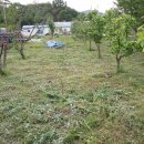 일죽농장 이미지