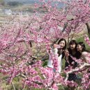 복사꽃피는마을 이미지