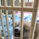 헤이독(HEY-DOG) 이미지