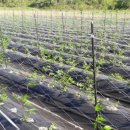 화강농장 이미지