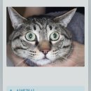 백산동물병원 | 인천 이영수고양이병원 건강검진 내돈내산 후기