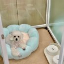 빵독 반려미용실 이미지