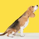 다나을동물병원 이미지