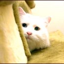 별냥이 이미지