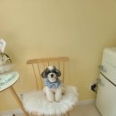 시크펫 그루밍 이미지