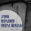 아프리카센타 | 고양이 항문낭파열 → 고양이 항문낭 제거 수술 후기 [가양동동물병원 아프리카동물메디컬센터]