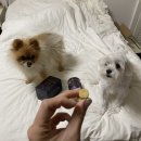 나인페츠 이미지