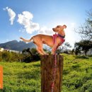 스마트독까페 이미지