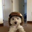 블랙누들 이미지