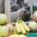 나무늘보 이미지