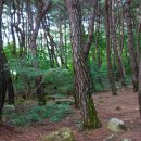 팔공산올레길 1코스 이미지