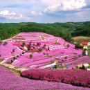 패랭이공원 이미지