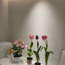 인계동 속눈썹, 내 눈에 딱 맞는 맞춤 디자인! 노바래쉬 속눈썹연장&amp;펌 솔직 후기