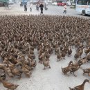 악사농장 이미지