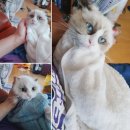 랙돌캐터리파이널돌 이미지