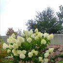 부들펜션 이미지