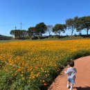 그림책 생태놀이 ‘가을 바람 솔솔솔’ | 20개월 아기랑 보내는 추석 명절/가족들과 여행(2): 격포유람선, 장성 대형카페 메이플힐, 황룡강 생태공원