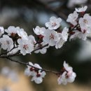 살구야