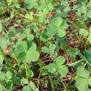 클로버 공인중개사사무소 이미지