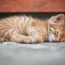 효천동물병원 이미지