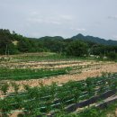 옥천농장 이미지