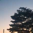 파인트리 이미지