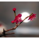 여심(女心) 이미지