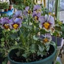 고봉가든 이미지