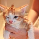 목욕하는고양이 이미지