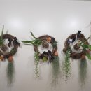 (원데이) 그린 플랜트 이미지