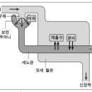 신장의 구조와 기능 - 임경신 이미지