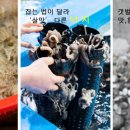 땅끝마을홍어 이미지