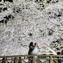 남대천제방길 | 2026 강릉 벚꽃축제 총정리｜아기랑 가기 좋은 경포·남산·솔올 어디가 좋을까 (실제 후기 포함)