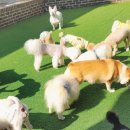 멍멍아 여기어때 이미지