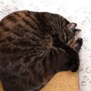 착한 고양이 이미지