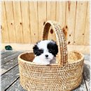 강아지분양 애견입양 아이러브독 수원점 말티푸미니비숑포메 이미지