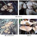 식용버섯과 종류의 사진 이미지