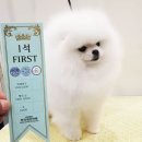 복이애견샵 | 남양주 다산 진건 별내 강아지분양 별내동 애견샵