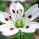 개별꽃 이미지