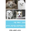 박촌강아지 네이버블로그